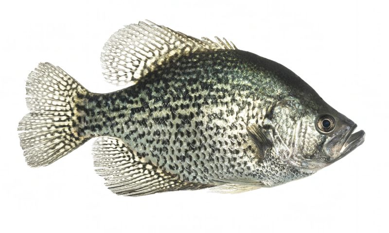 Black Crappie (Speckled Perch) (Pomoxis nigromaculatus)