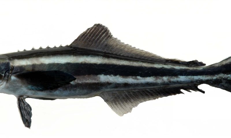 Cobia (Rachycentron canadum)