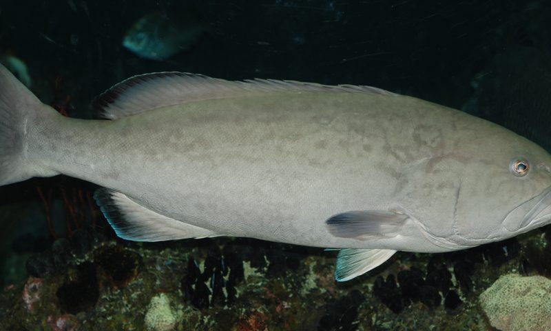 Gag Grouper (Mycteroperca microlepis)