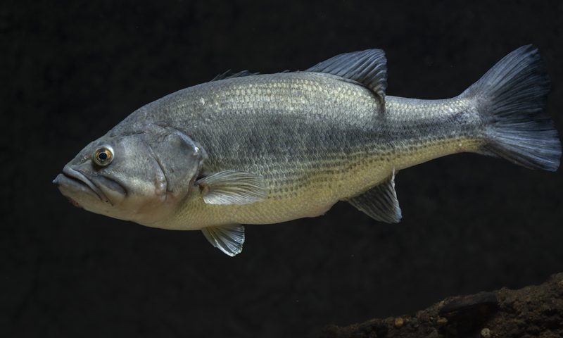 Largemouth Bass (Micropterus salmoides floridanus)