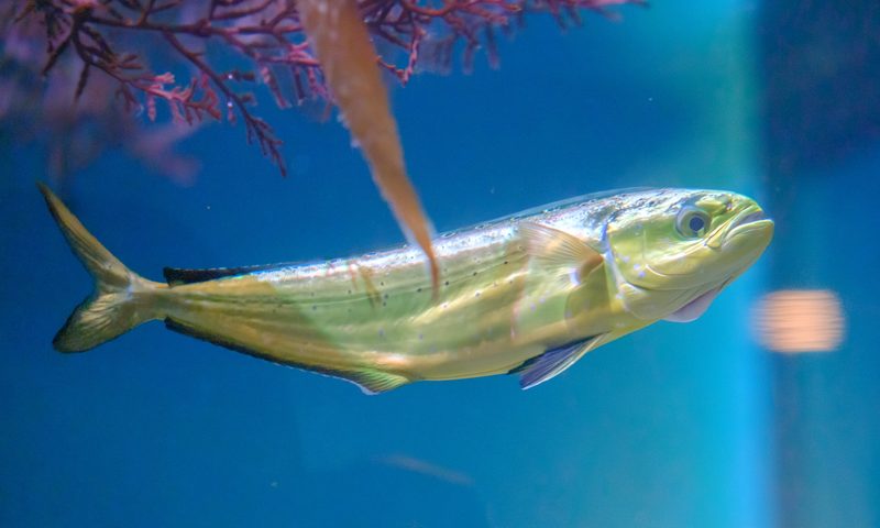 Mahi-Mahi (Dolphinfish) (Coryphaena hippurus)