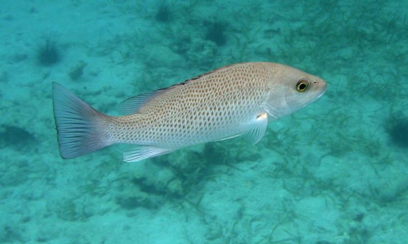 Mangrove (Gray) Snapper (Lutjanus griseus)