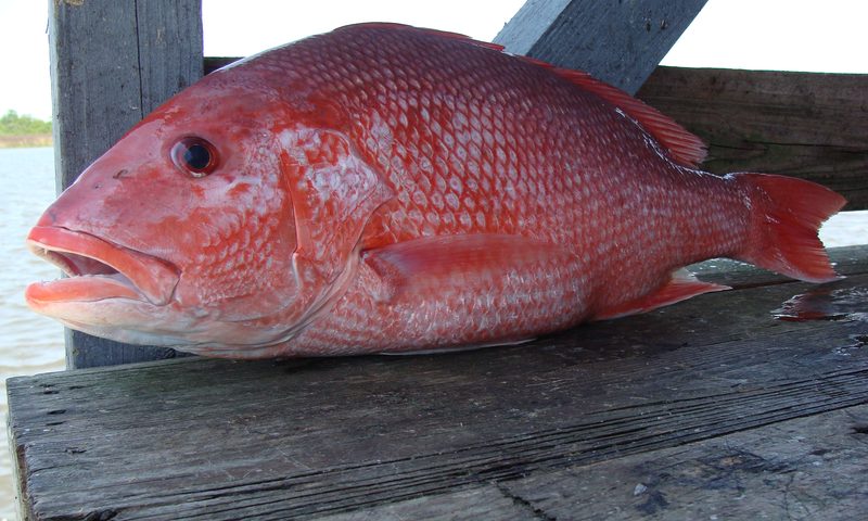 Red Snapper (Lutjanus campechanus)