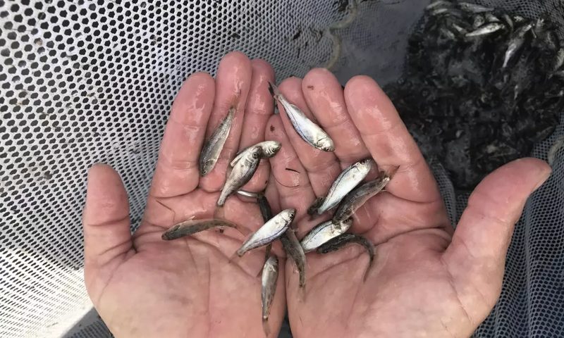 Red Drum (Redfish) (Sciaenops ocellatus)