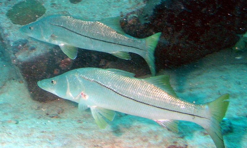 Snook (Centropomus undecimalis)