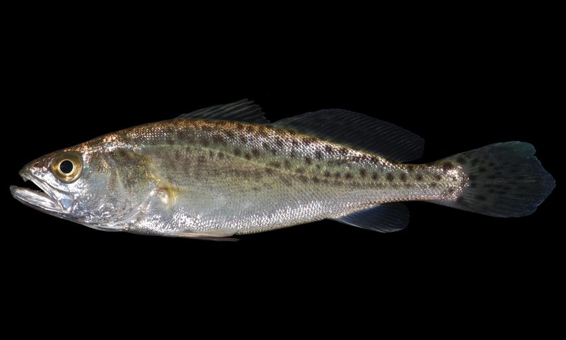 Spotted Seatrout (Cynoscion nebulosus)
