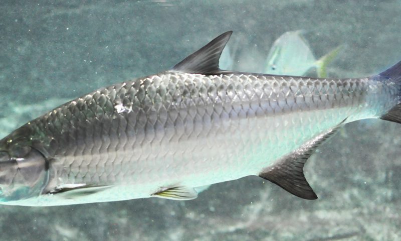 Tarpon (Megalops atlanticus)